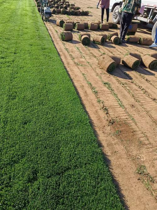 北京绿化草皮种植与批发指南 草坪基地、高尔夫球场与绿化工程的优选方案