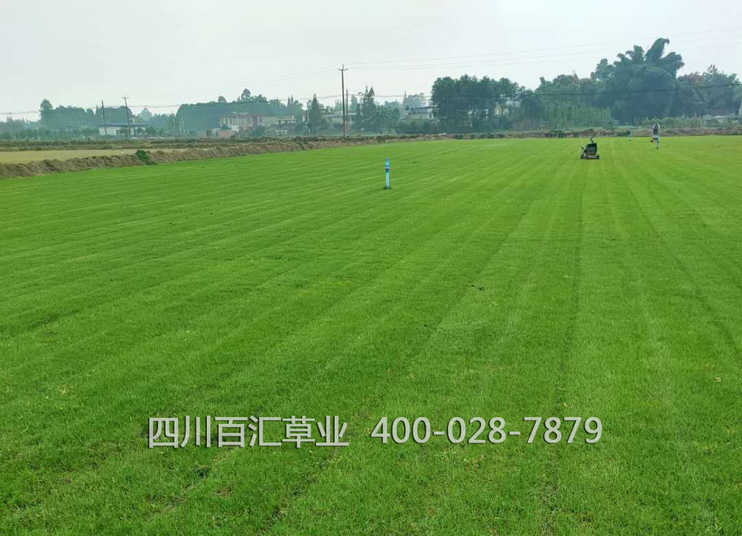 科学选种与精准除草 四川百汇草业助力成都混播草与高速护坡草坪建设