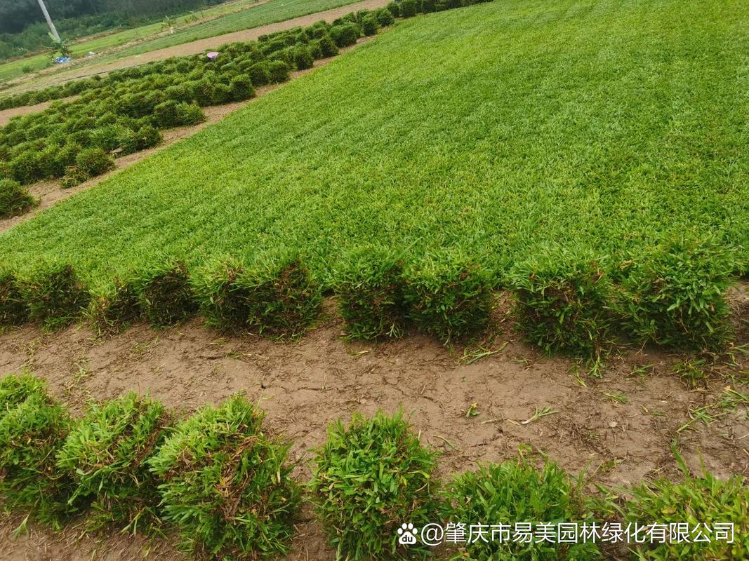 专业种植台湾草大叶油草马尼拉兰引三号承接大小工地包铺草皮种树苗