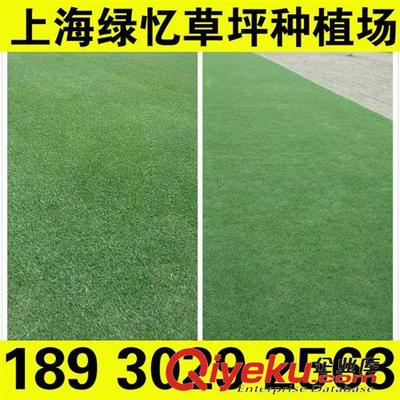 果岭草 进口草坪 进口草皮 进口草籽上海绿忆草坪种植场 18930292568-上海市奉贤区绿忆草坪种植场提供果岭草 进口草坪 进口草皮 进口草籽上海绿忆草坪种植场 18930292568的相关介绍、产品、服务、图片、价格上海市奉贤区绿忆草坪种植场、草坪;花卉;观赏树;苗木