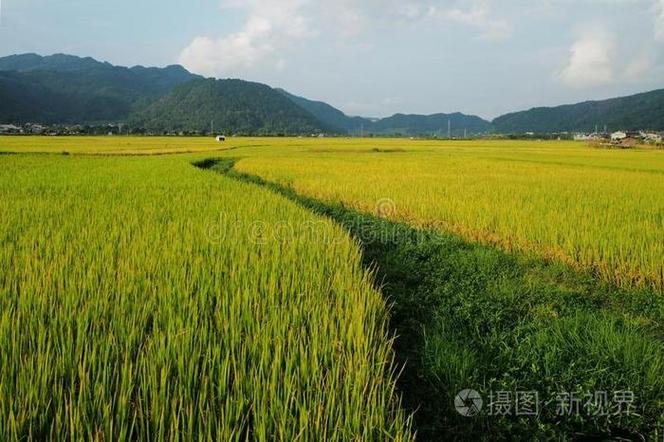 稻田草地