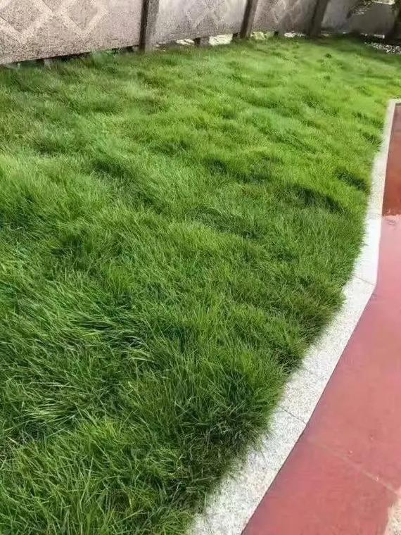 宿州矮生草坪种子生产基地,草坪种子,护坡草种,绿化草籽,复绿