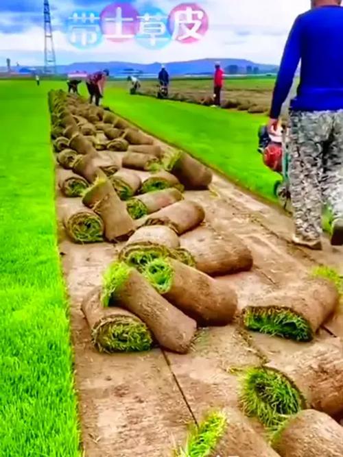 三农种植有诀窍,草坪草皮养护技巧,绿化工程好帮手